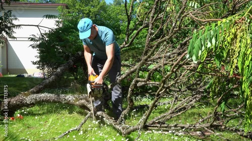 Male worker with chainsaw and cut branches of decorative tree fall down. Gimbal