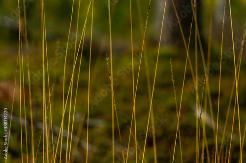 grass in the wind