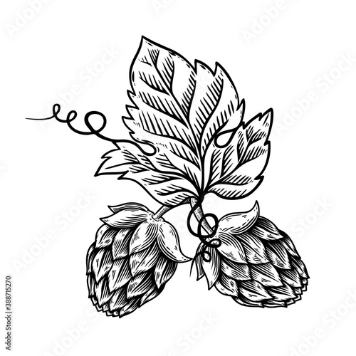 Illustration of beer hop in engraving style. Design element for poster, card, banner, sign, logo.Vector illustration
