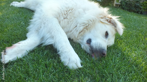 Anatolian purebred sheepdog. Akbash,akbas, white dog photo