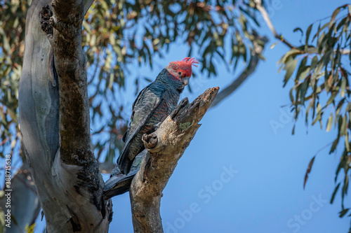 Gang-gang Cockatoo immature male in a tree