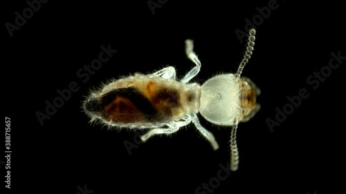 Termite (Isoptera) Reticulitermes speratus under a microscope, family Rhinotermitidae, also called Japanese termite, eats rotten wood, adapted to cold temperatures photo