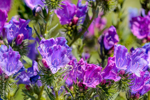 Viper’s bugloss photo