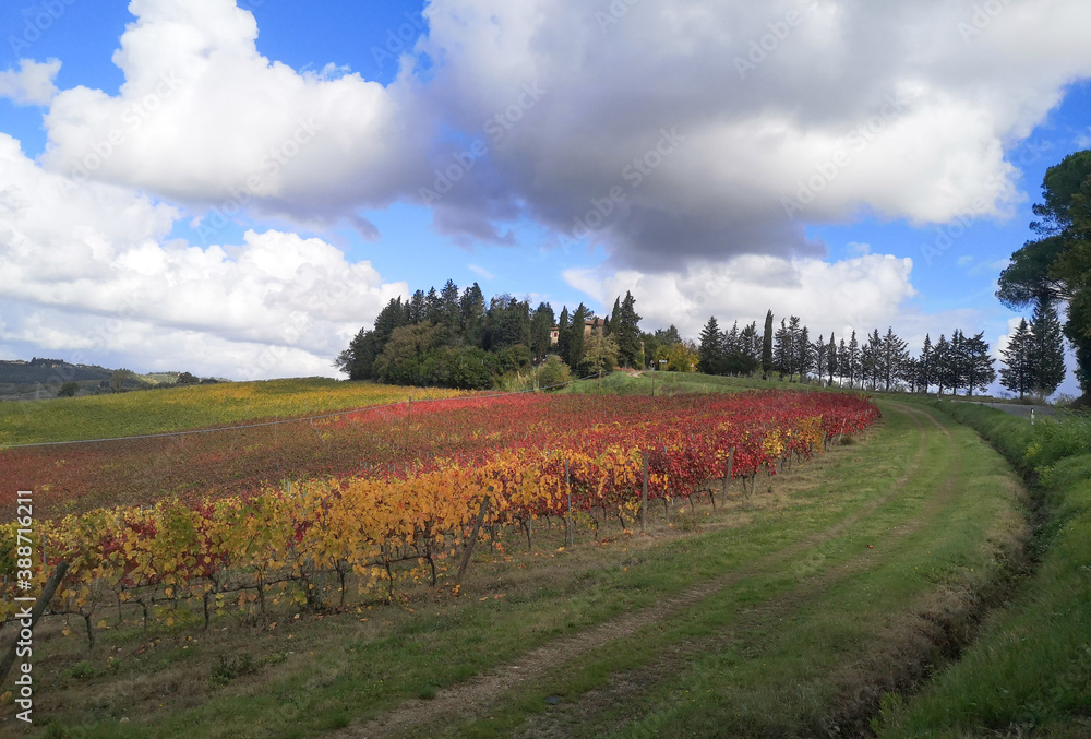 Naklejka premium Paesaggio della toscana vigna in autunno