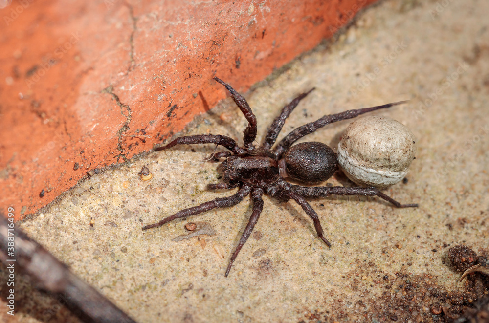 Wolf Spider (Lycosidae sp. (family)) with an egg sack after an accidental wetting Wolf Spider (Lycosidae sp. (family)) with an egg sack after an accidental wetting