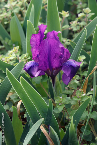 Dwarf Bearded iris  Iris pumila . Called Pygmy iris also