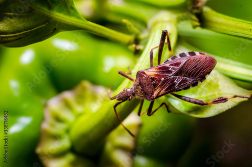 Fotografie, Obraz The western conifer seed bug (Leptoglossus occidentalis)