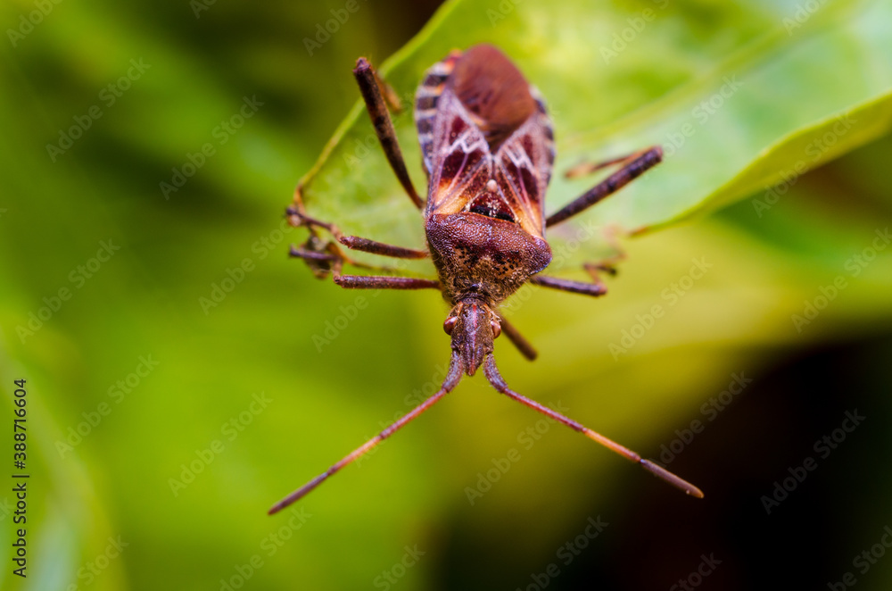 The western conifer seed bug (Leptoglossus occidentalis) The western conifer seed bug (Leptoglossus occidentalis)