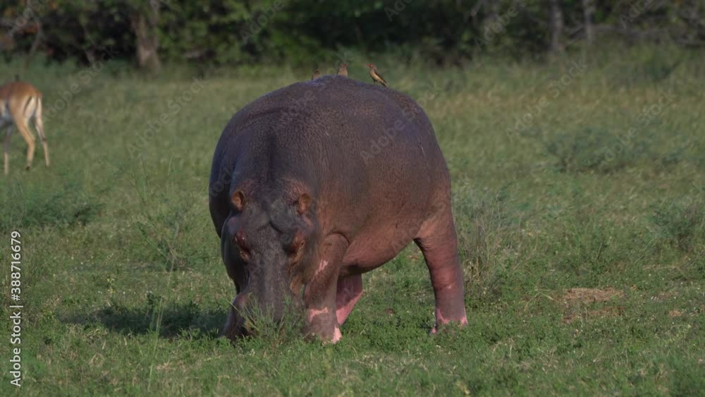 Hippopotamuses grazing at day time, on the banks of Lake Kariba, Zimbabwe Hippopotamuses grazing at day time, on the banks of Lake Kariba, Zimbabwe