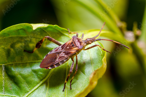 The western conifer seed bug (Leptoglossus occidentalis) photo