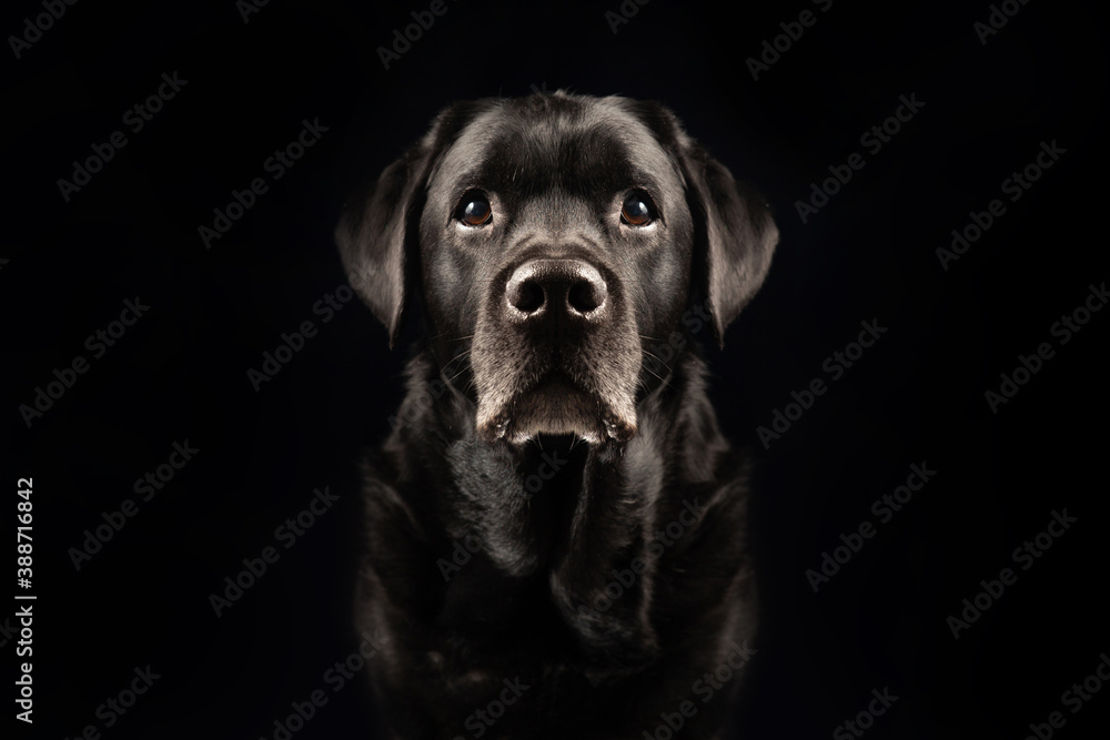 Portrait of a ageing 10 Years Old Black Labrador Retriever Against Black Background
