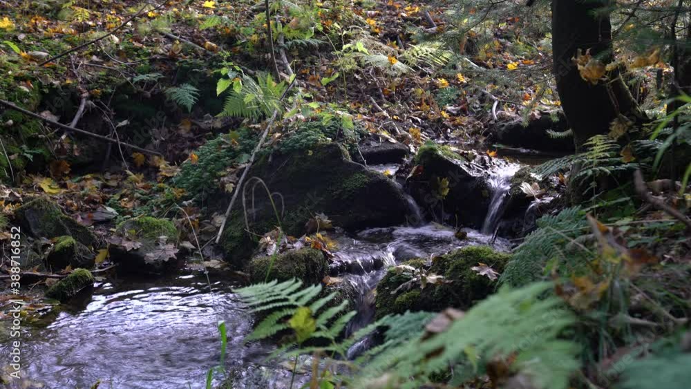 A little stream running vividly trough a dense green forest in Frohnau, Saxony A little stream running vividly trough a dense green forest in Frohnau, Saxony