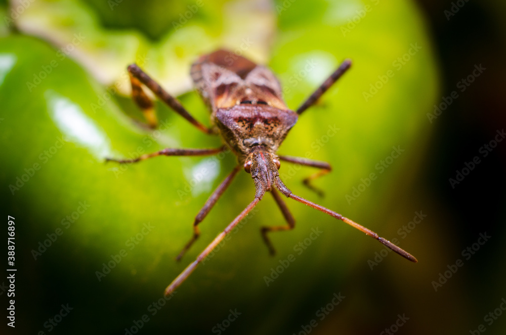 The western conifer seed bug (Leptoglossus occidentalis) The western conifer seed bug (Leptoglossus occidentalis)