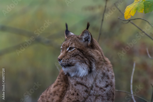 lynx sits and looks to the side in a zoo © thomaseder