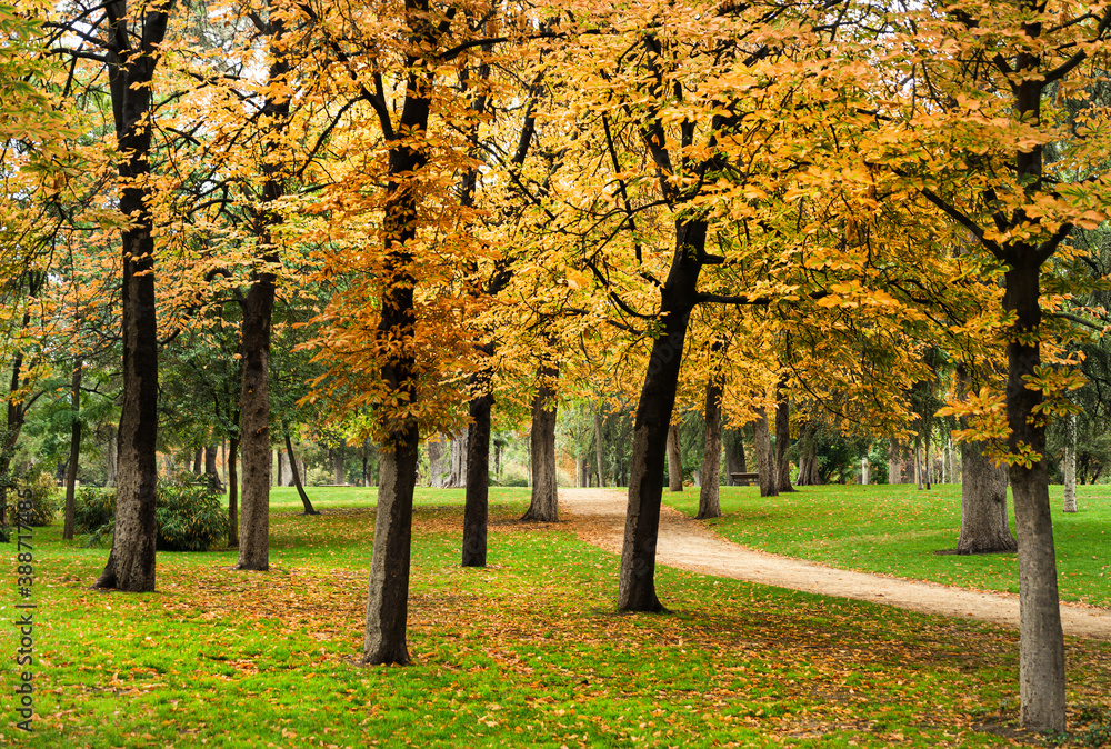 Autumn landscape of El Retiro Park, the oldest in the city of Madrid, in Spain.