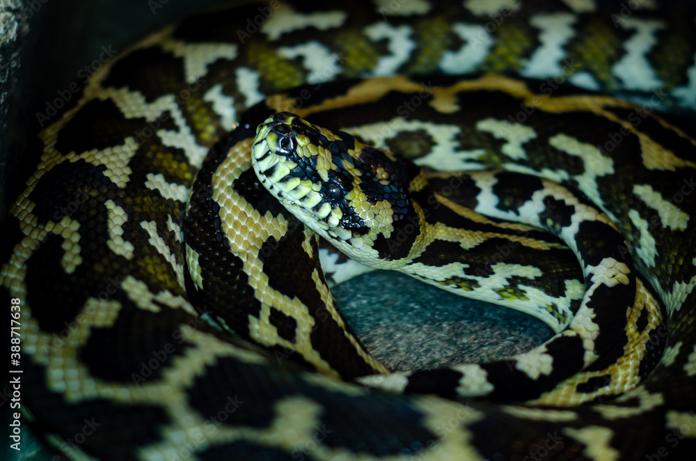 Morelia spilota cheynei, or the jungle carpet python Morelia spilota cheynei, or the jungle carpet python