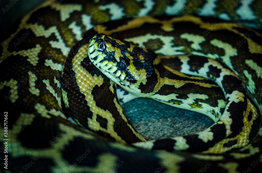 Morelia spilota cheynei, or the jungle carpet python Morelia spilota cheynei, or the jungle carpet python