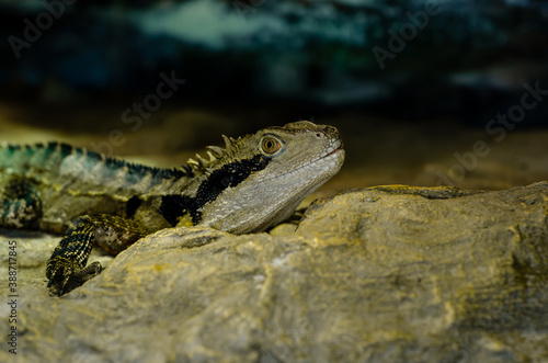 The Australian water dragon  Intellagama lesueurii 