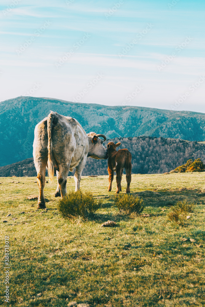 A white cow taking care of her little calf