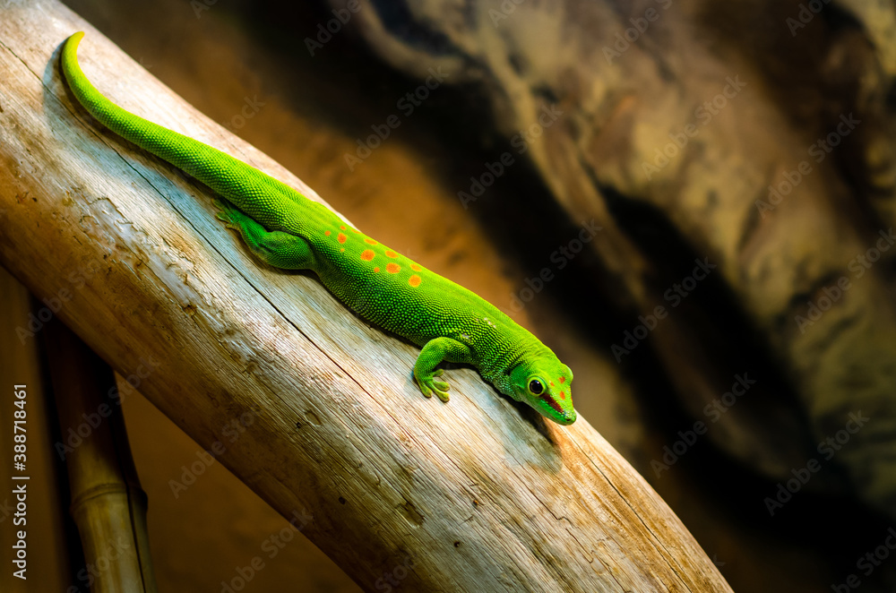 Phelsuma madagascariensis is a species of day gecko that lives in Madagascar.