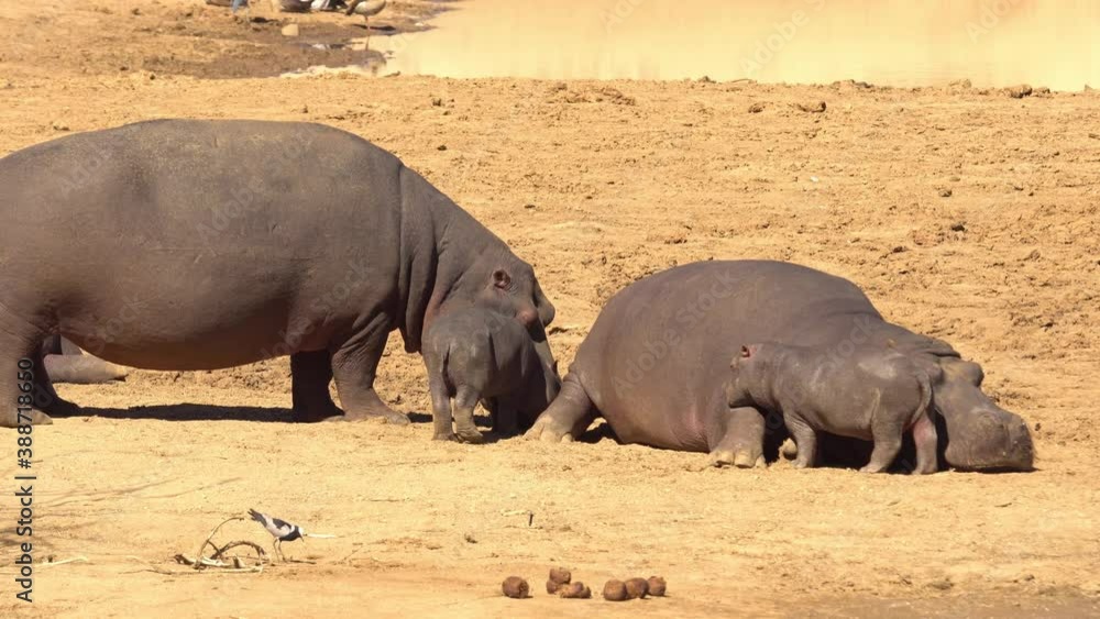 a herd of Hippos- adults and young, on land, near the water
