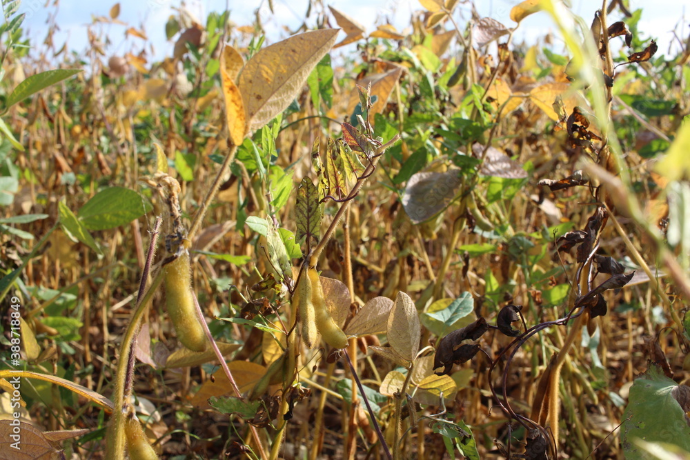Fototapeta premium field with ripe forage plants for livestock legume peas in autumn