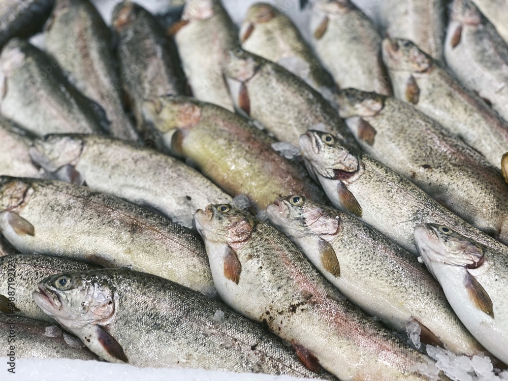 trout fresh fish for food patterns