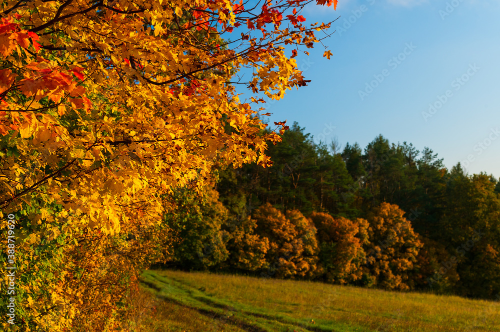 Naklejka premium Barevný podzim