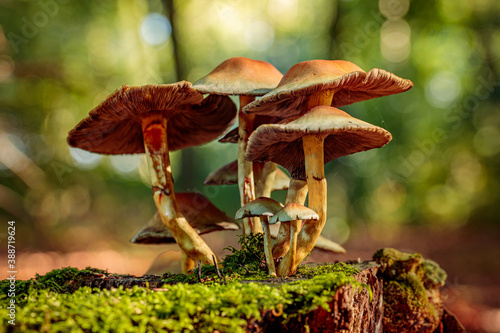 Group of brown and cream white wild mushrooms growing on a rotten old tree stump, surrounded by smaller mushrooms and green moss © Oliver Schulz
