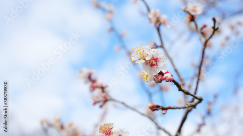 咲き始めの白梅 © MIKI