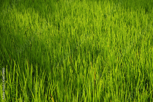 Close up green rice field background.