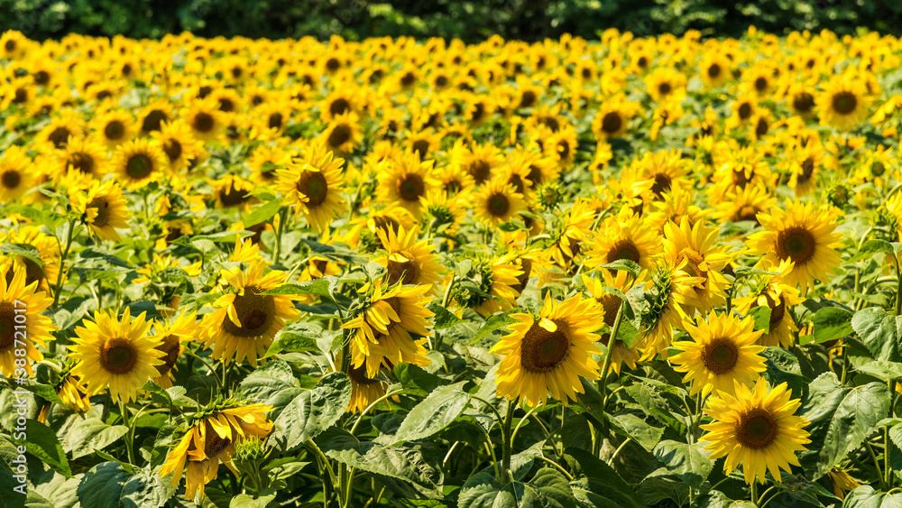 Obraz premium Flower with blurry background