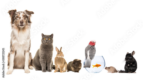 Fototapeta Naklejka Na Ścianę i Meble -  Group of different kind of pets, like cat, dog, rabbit, mouse, chinchilla, guinea pig, bird and fish on a white background with space for copy