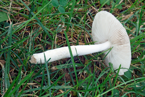 Grisette mushroom (Amanita vaginata) photo