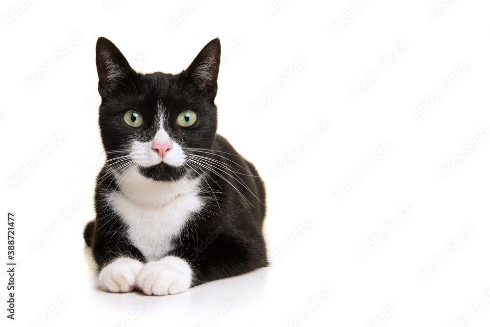 Pretty black and white cat lying down looking at the camera isolated on a white background Pretty black and white cat lying down looking at the camera isolated on a white background