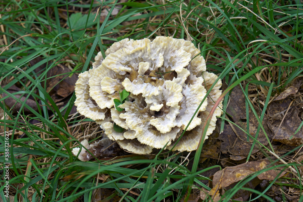 Vase thelephora (Thelephora vialis). Called Grounwart and Common fiber vase also