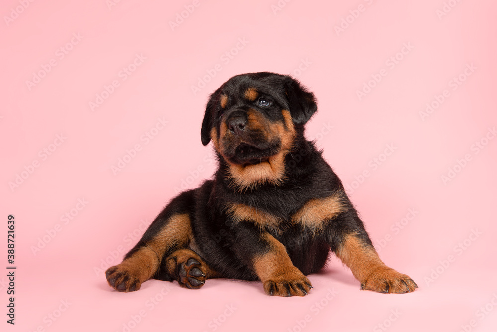 Cute young rottweiler puppy lying down on a pink background