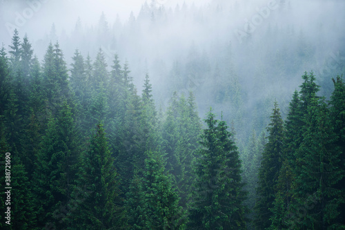 Forest details and textures in the mist - Apuseni Natural Park, Western Carpathians, Romania 