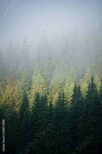 Forest details and textures - Apuseni Natural Park, Western Carpathians, Romania © Horia