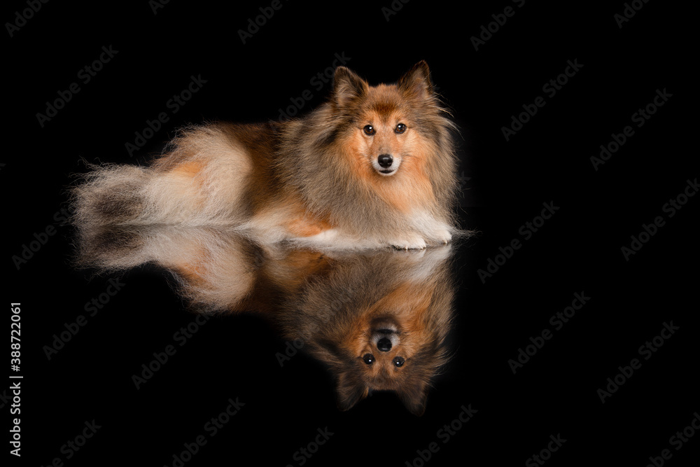 Shetland sheepdog lying down looking at the camera on a black black background with reflection seen from the side