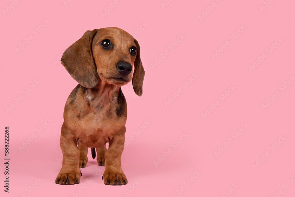 Cute badger dog puppy standing looking away on a pink background with space for copy