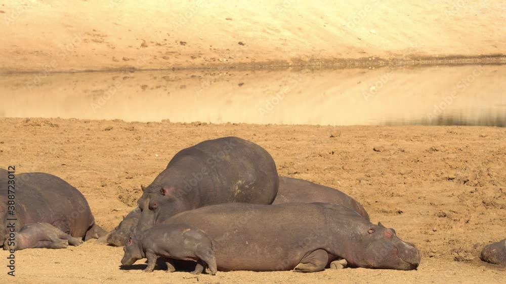 a herd of Hippos- adults and young, on land a herd of Hippos- adults and young, on land