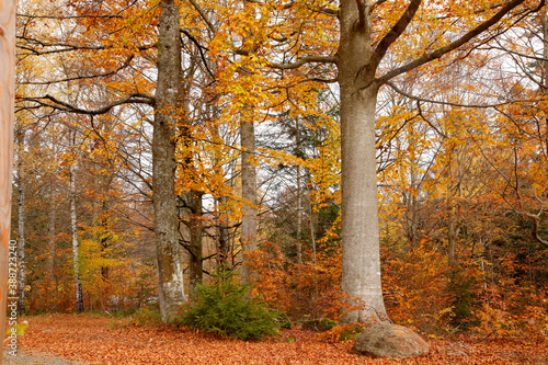 Bunter Herbstwald mit Weg, Bayern, Deutschland, Europa