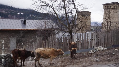 Panning slowly | Lot of cows in Svaneti, Georgia | Silk Road Georgia photo