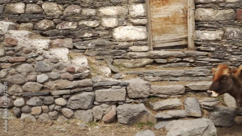 A cow. Village life in Svaneti, Georgia | Silk Road Georgia photo