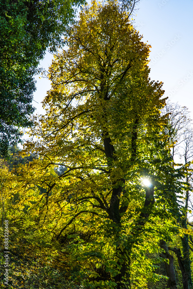 Obraz premium paesaggio autunnale