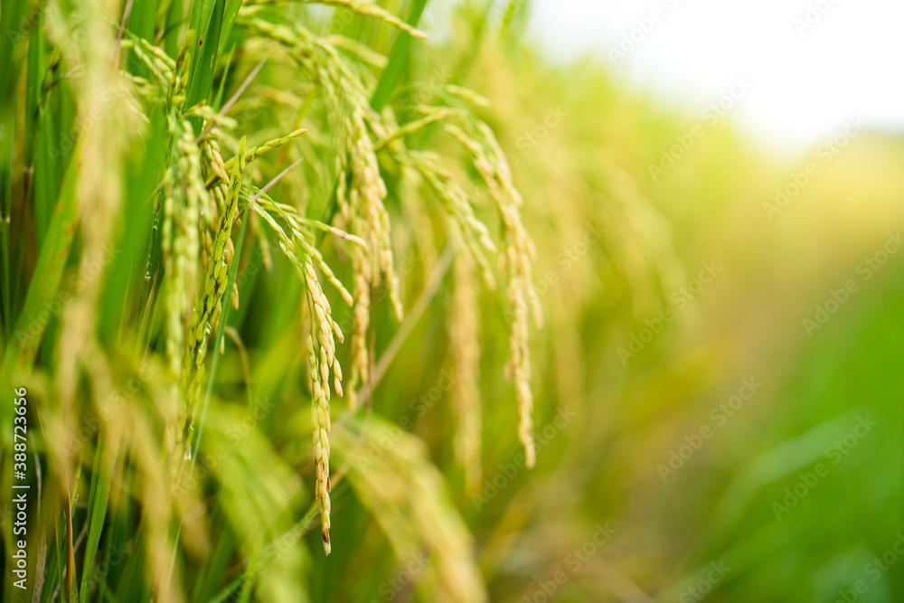 Beautiful Ripe Rice paddy field background  Chiangmai Thailand.