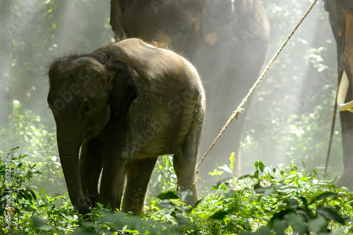 A baby elephant is being hunted by an elephant mahout. And a predator elephant is a show of an elephant loop in Surin, Thailand.