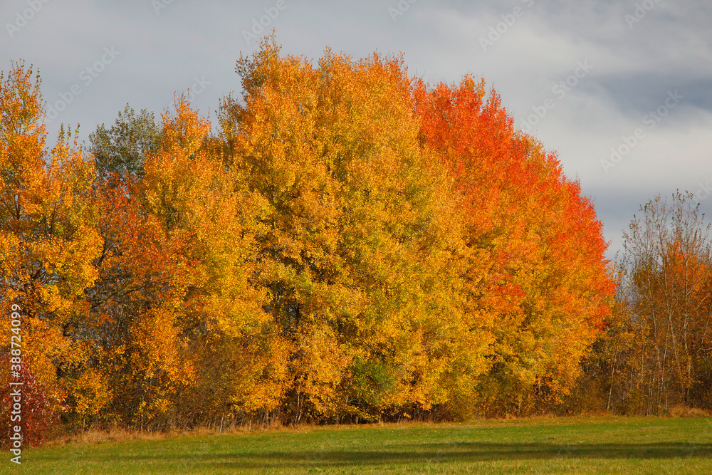 Naklejka premium Bunte Laubbäume im Herbst, Bayern, Deutschland, Europa