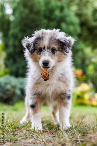 Small shetland sheepdog sheltie puppy standing in the garden with rotten apple.